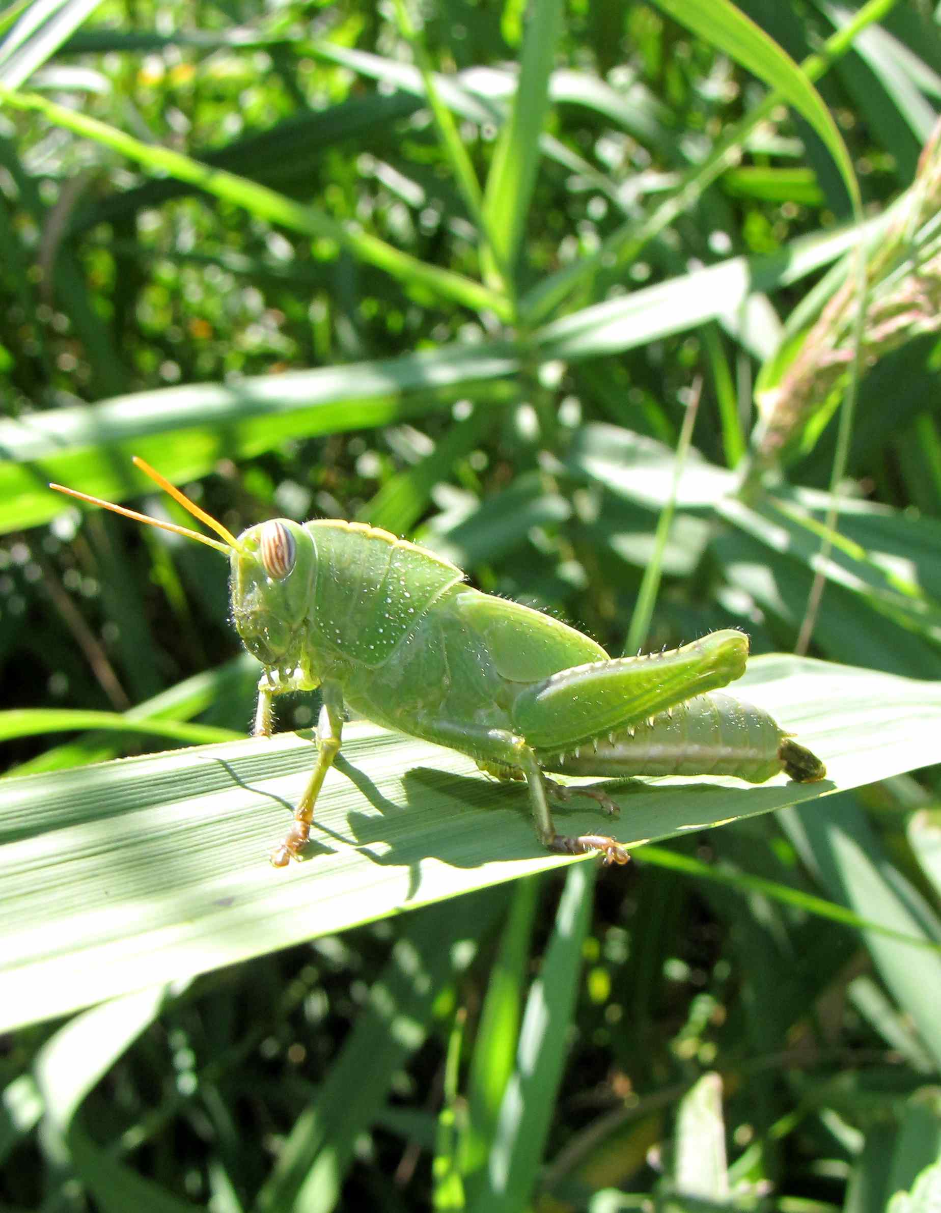 grillo verde